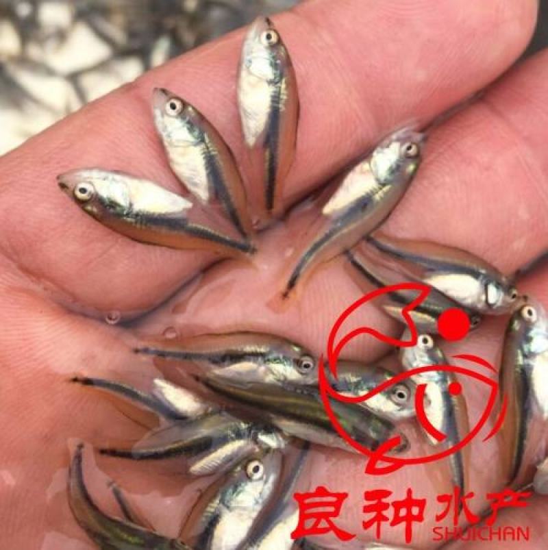良种水产基地直供加州鲈鱼苗抗病毒强可以免费支持养殖技术