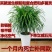 龙须树龙铁树单多头龙血树室内客厅大型盆栽