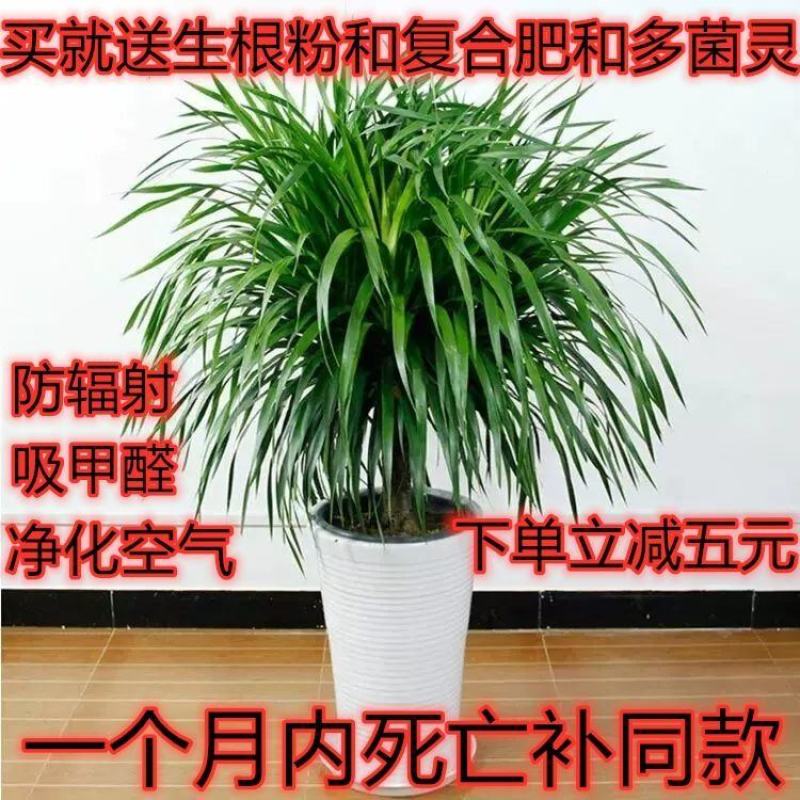 龙须树龙铁树单多头龙血树室内客厅大型盆栽