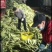 现摘现发广东新鲜甜脆水果玉米香嫩甜玉米棒新鲜批发包邮。