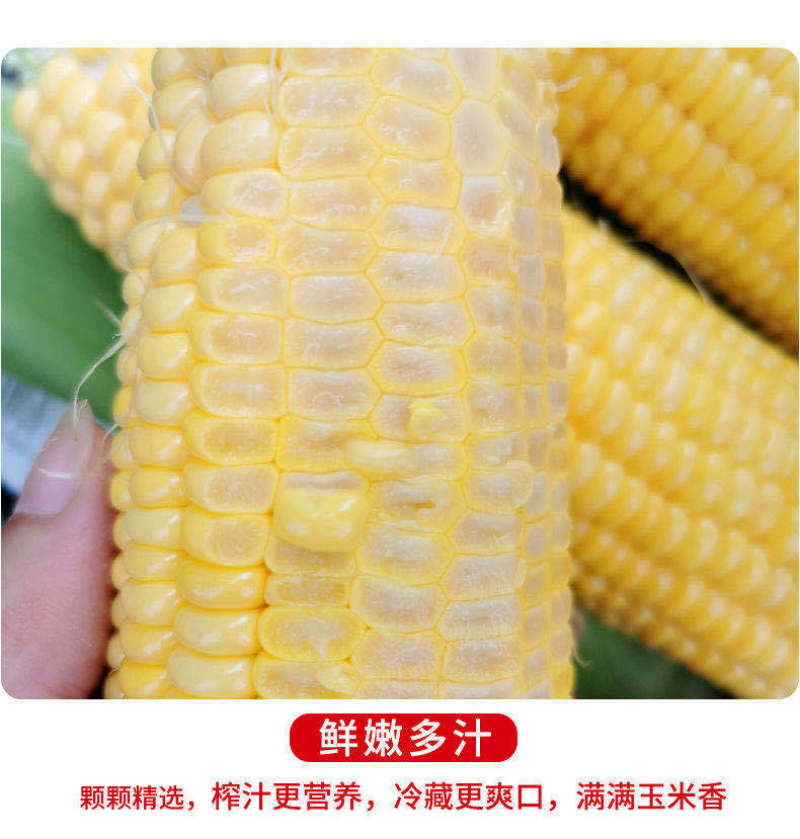 现摘现发广东新鲜甜脆水果玉米香嫩甜玉米棒新鲜批发包邮。