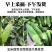 现摘现发广东新鲜甜脆水果玉米香嫩甜玉米棒新鲜批发包邮。