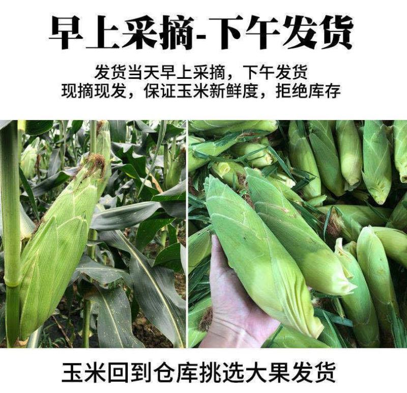 现摘现发广东新鲜甜脆水果玉米香嫩甜玉米棒新鲜批发包邮。
