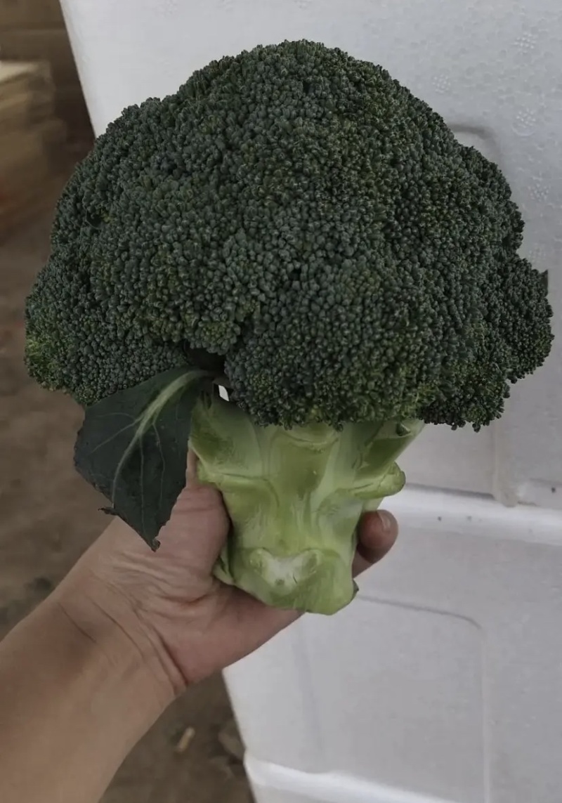 西兰花质量好货源足想要的老板，抓紧联系！