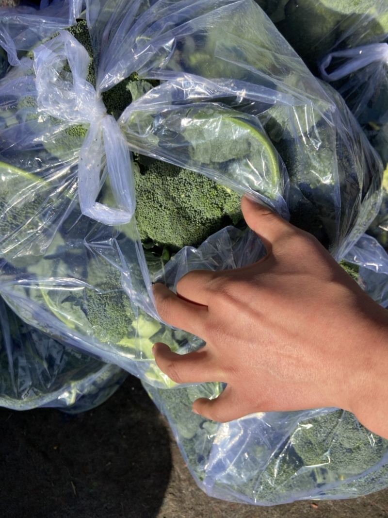 西兰花质量好货源足想要的老板，抓紧联系！