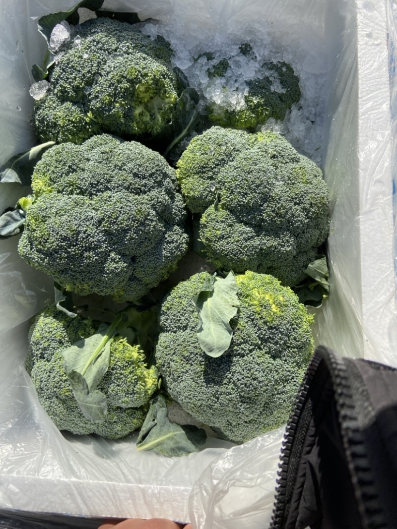 西兰花质量好货源足想要的老板，抓紧联系！