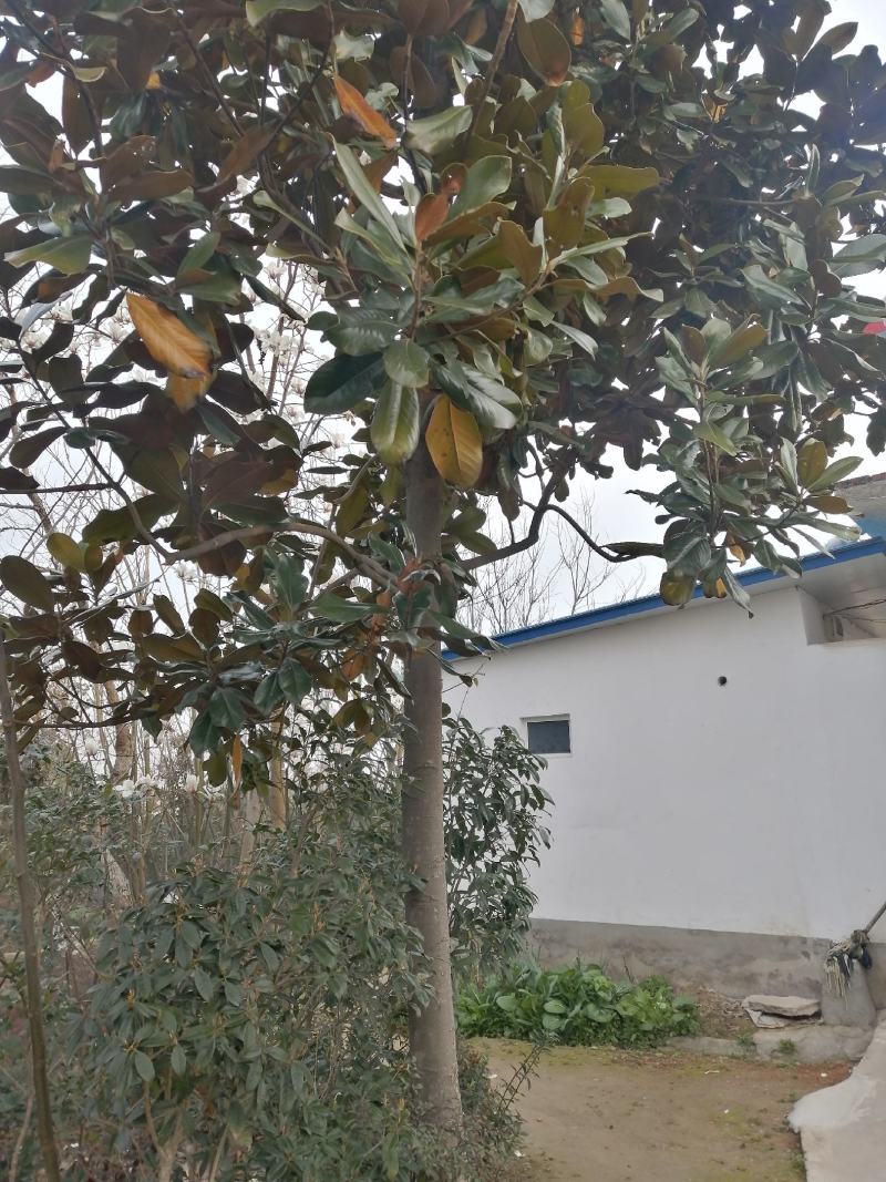 广玉兰胸径10-20产地直销价格优惠常年供应