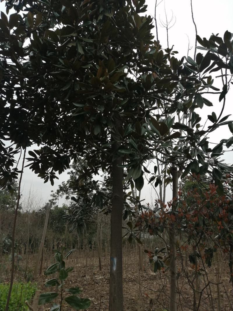 广玉兰胸径10-20产地直销价格优惠常年供应