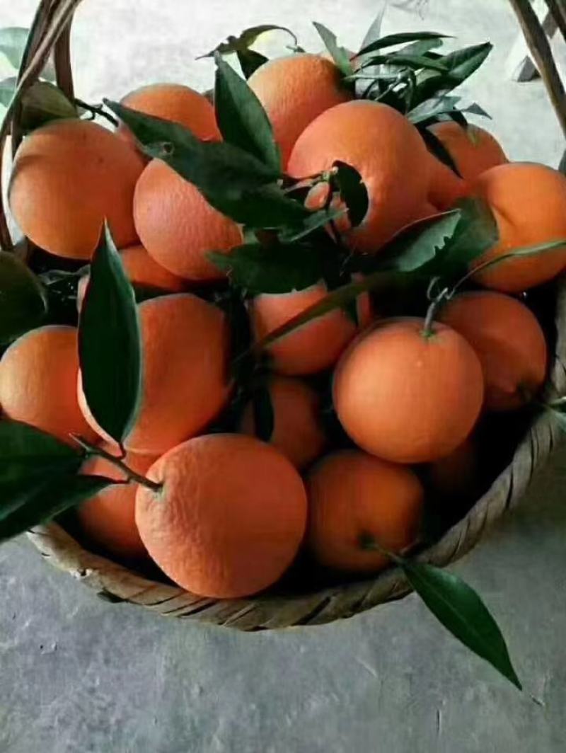 自家奉节脐橙！果园直发