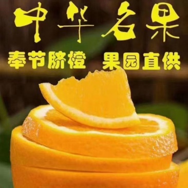 自家奉节脐橙！果园直发