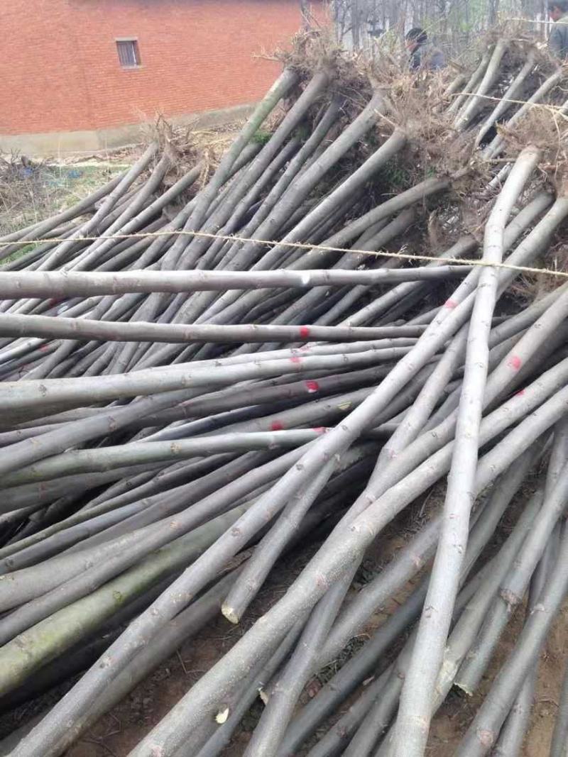 栾树基地南栾常年供应各种规格栾树产地直销