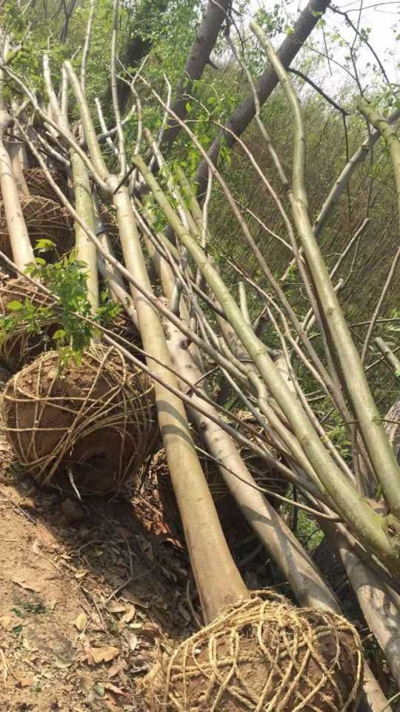 栾树基地南栾常年供应各种规格栾树产地直销