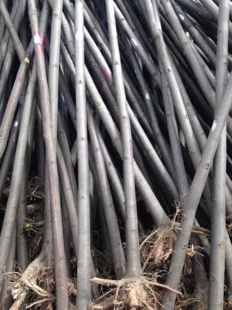栾树基地南栾常年供应各种规格栾树产地直销