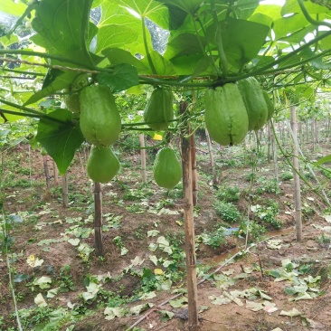 云南河口反季节佛手瓜
