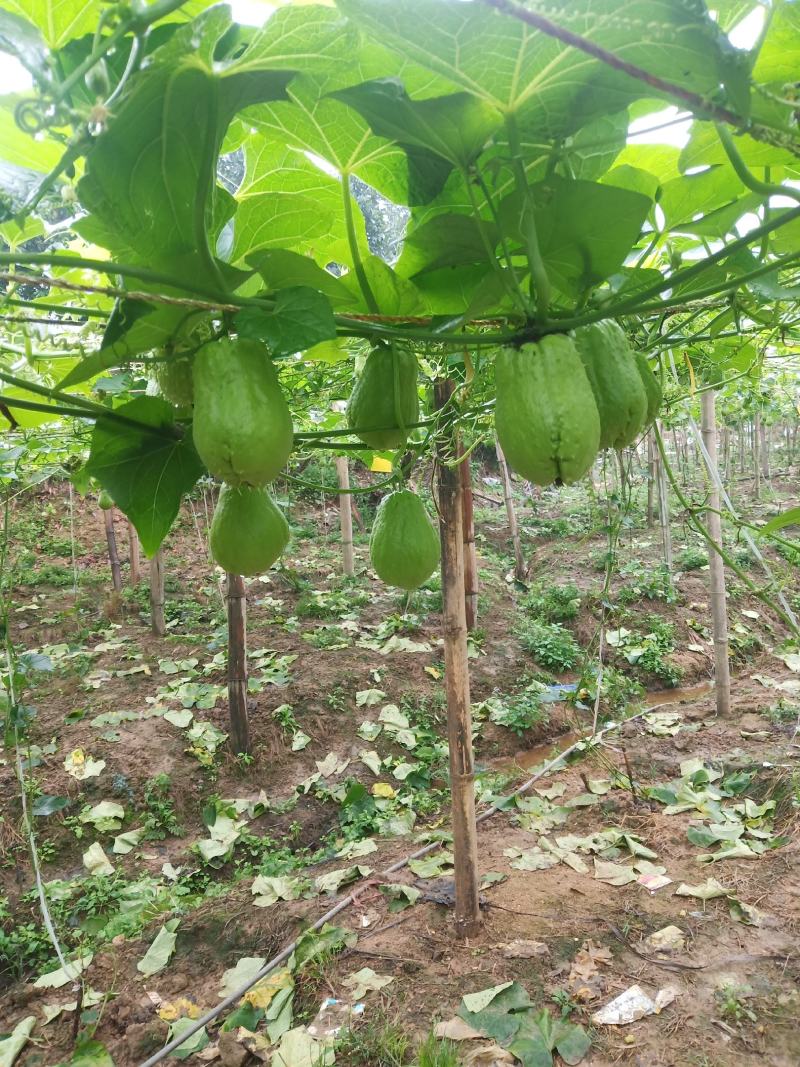 云南河口反季节佛手瓜