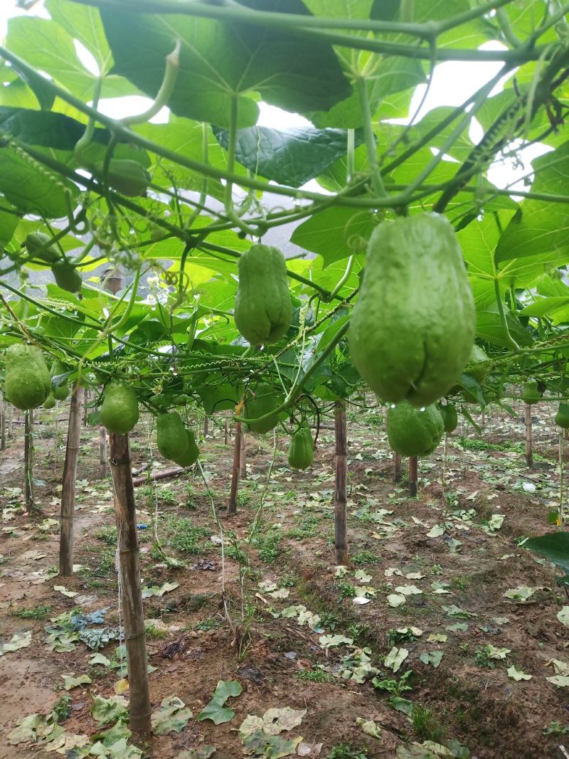 云南河口反季节佛手瓜