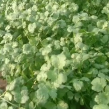 大叶香菜上市了2月五号