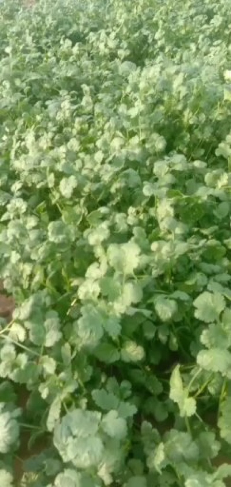 大叶香菜上市了2月五号