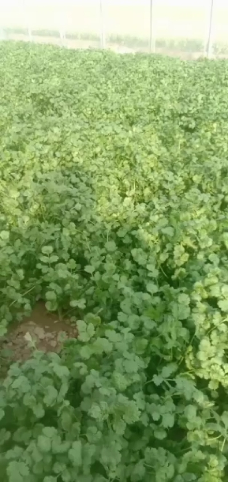 大叶香菜上市了2月五号