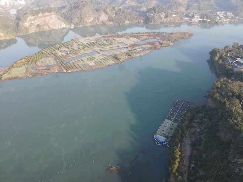 生态养殖网箱青鱼不油不腻