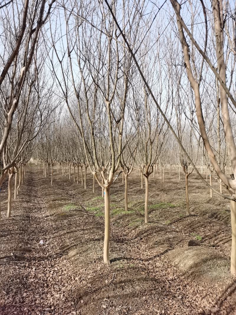红花紫薇江苏沭阳基地直发无中间商欢迎新老客户考察洽谈