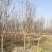 红花紫薇江苏沭阳基地直发无中间商欢迎新老客户考察洽谈