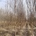 红花紫薇江苏沭阳基地直发无中间商欢迎新老客户考察洽谈