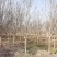 红花紫薇江苏沭阳基地直发无中间商欢迎新老客户考察洽谈