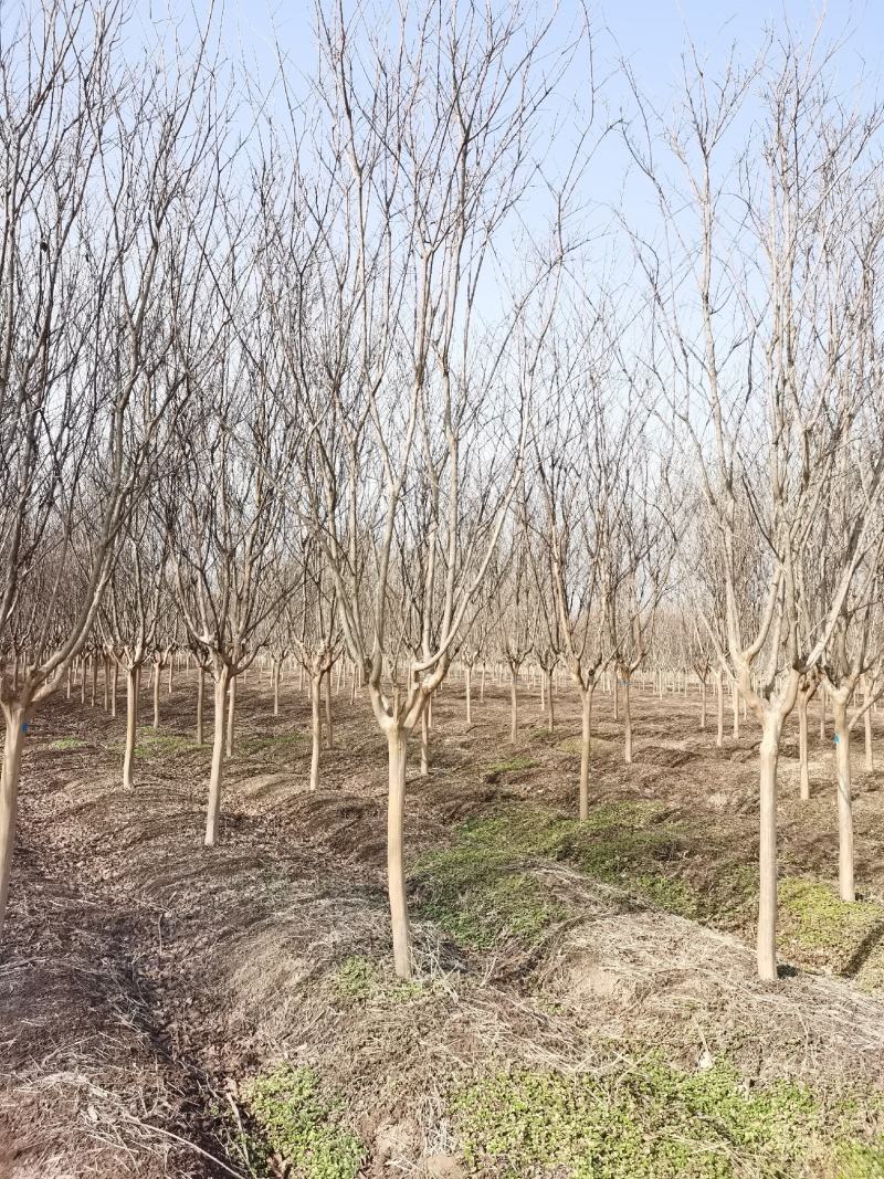 红花紫薇江苏沭阳基地直发无中间商欢迎新老客户考察洽谈