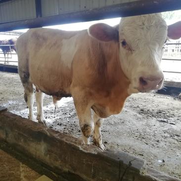 【推荐】牛犊西门塔尔牛，纯种西门塔尔牛，长势快，好饲养