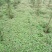 红花草红花榨酱草草本类植物苗圃货源质量保证