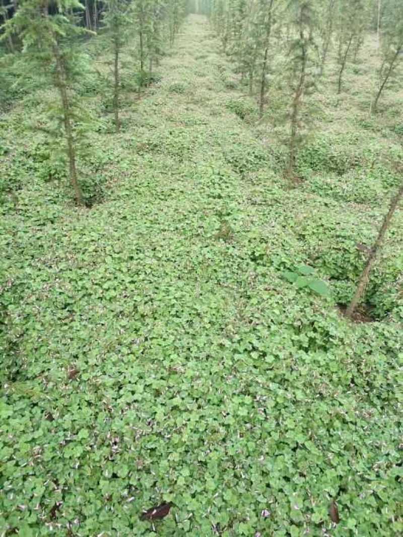 红花草红花榨酱草草本类植物苗圃货源质量保证