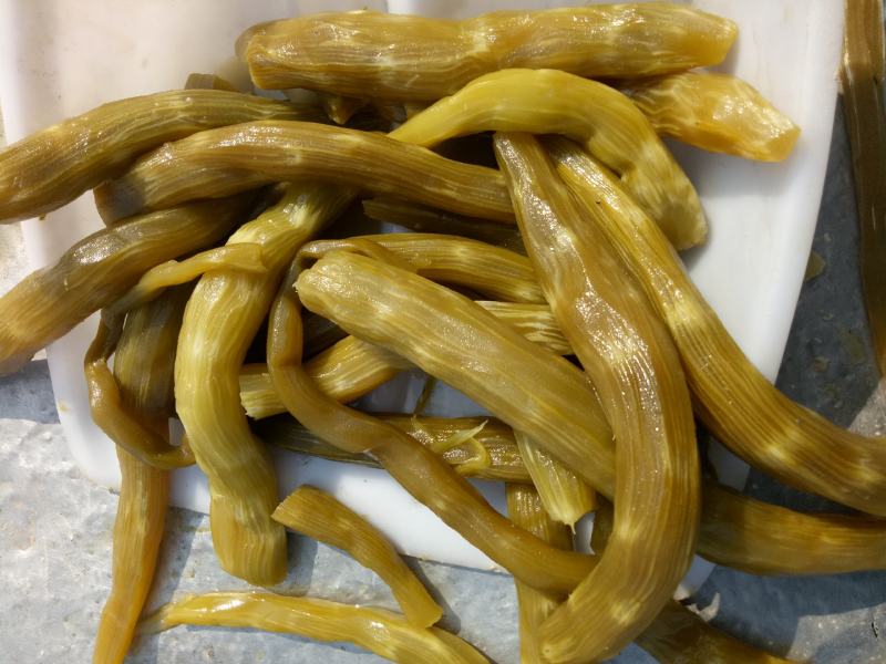 腌制莴笋，常年供应，量大从优