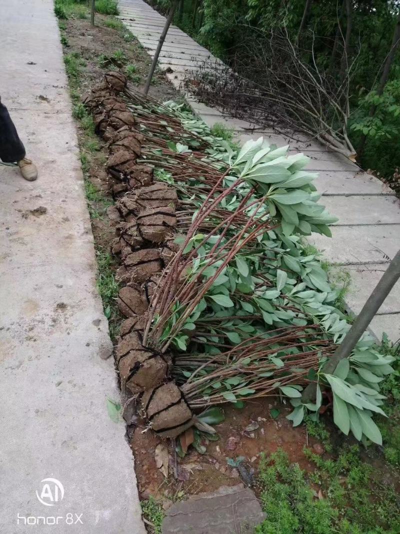 结香探春球小苗规格齐全质量保证农户直销价格优惠