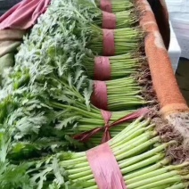 河北邯郸本地精茼蒿25公分左右可供应多种蔬菜