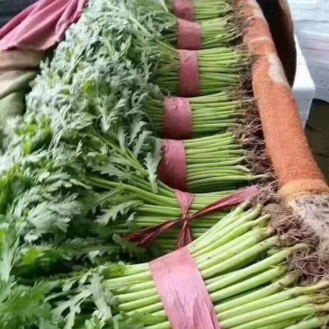 河北邯郸本地精茼蒿25公分左右可供应多种蔬菜