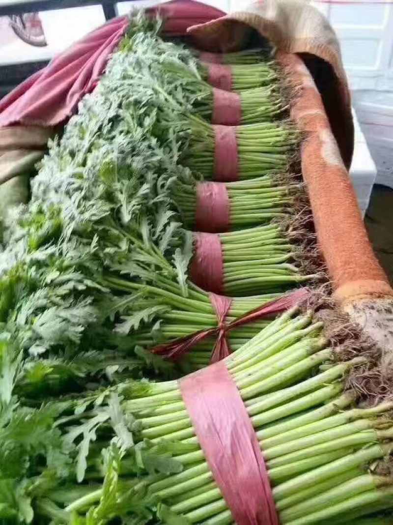 河北邯郸本地精茼蒿25公分左右可供应多种蔬菜
