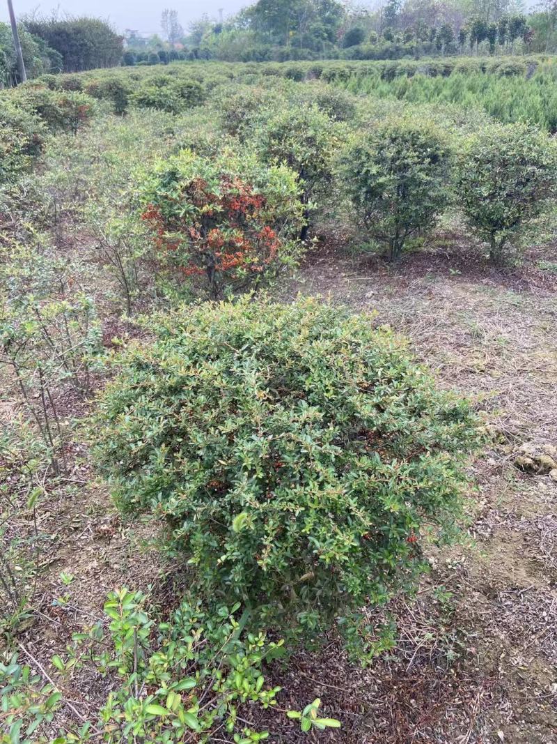 火棘火棘球火棘地被小苗规格齐全质量保证