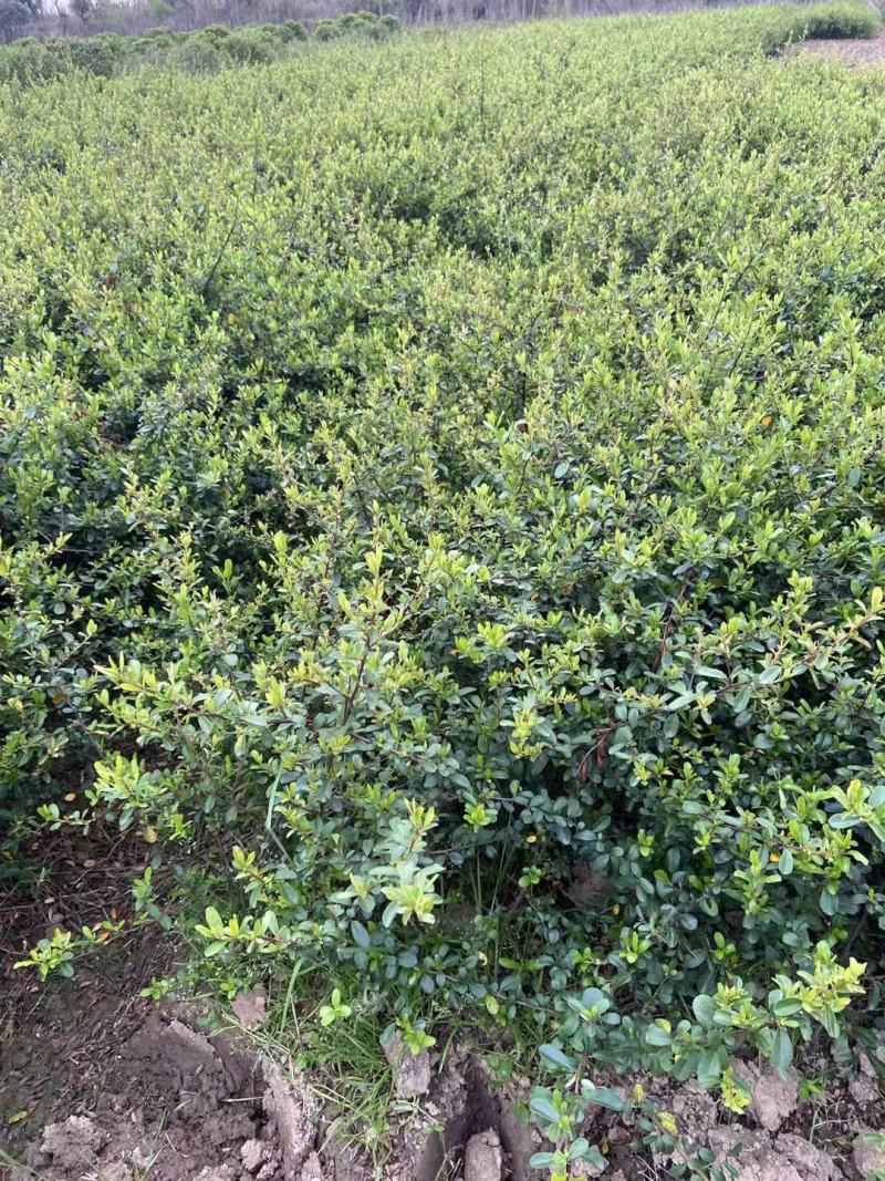 火棘火棘球火棘地被小苗规格齐全质量保证