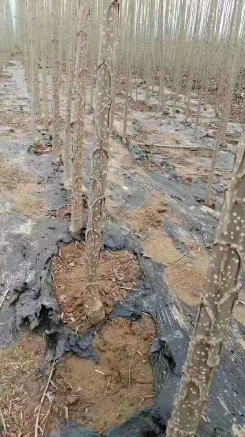 600精品好苗107杨树苗大量上市供应中，货源充足