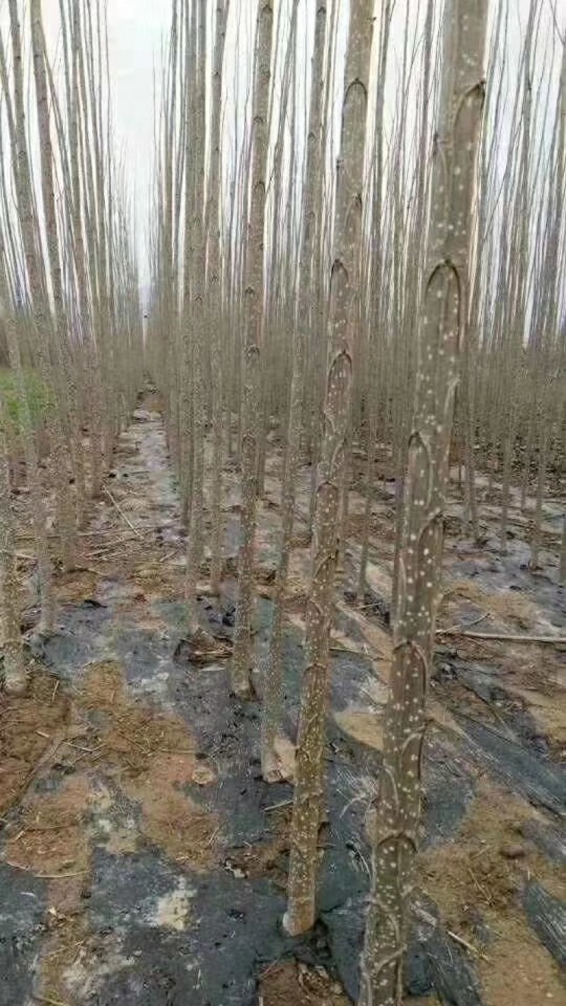 600精品好苗107杨树苗大量上市供应中，货源充足