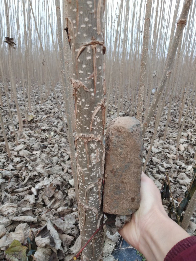 600精品好苗107杨树苗大量上市供应中，货源充足
