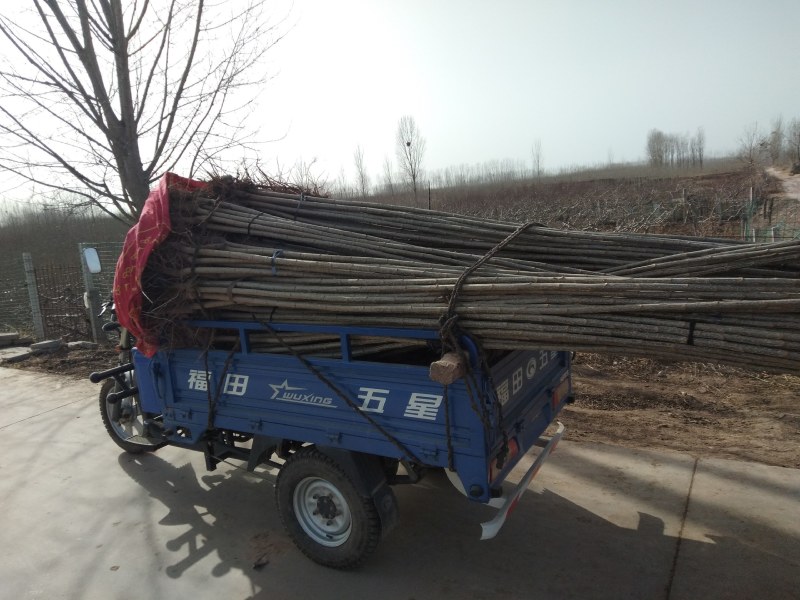 600精品好苗107杨树苗大量上市供应中，货源充足