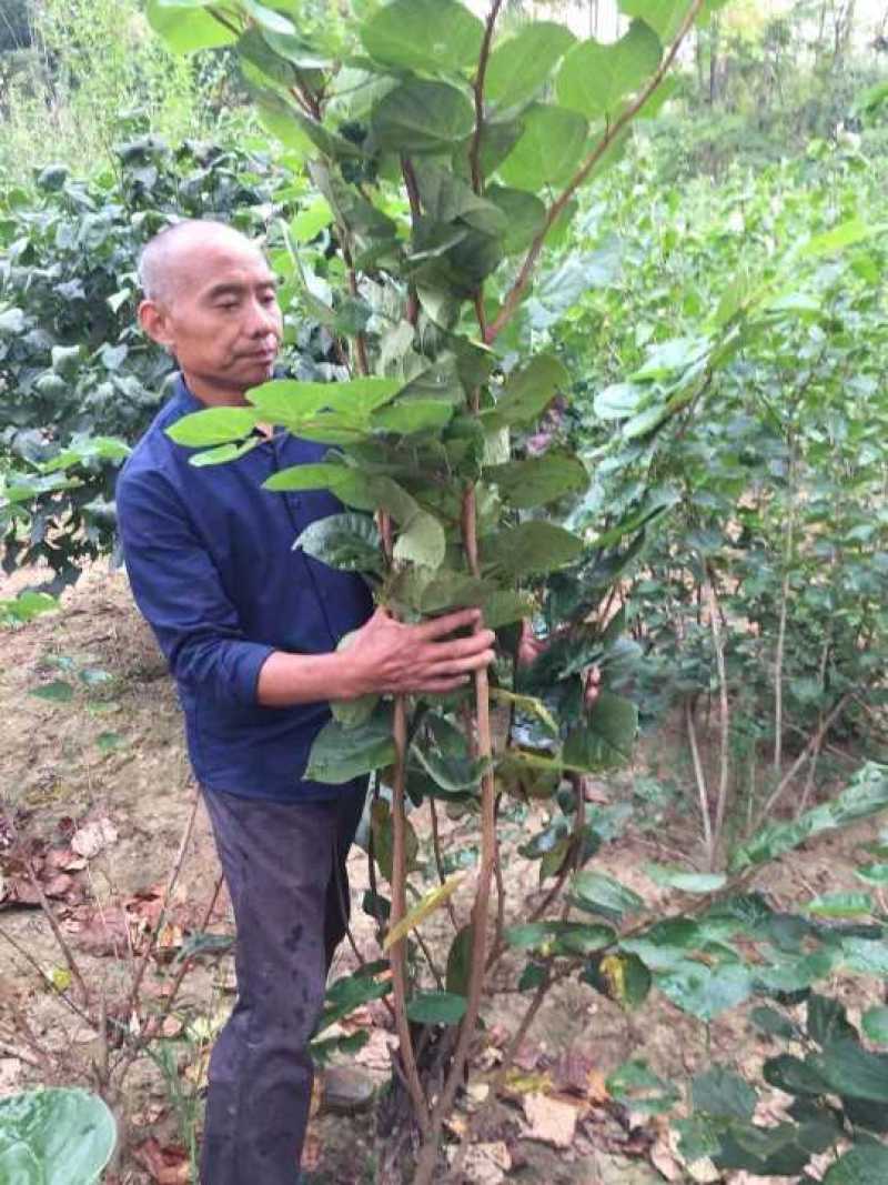 紫荆丛生多头紫荆农户直销价格优惠常年供应
