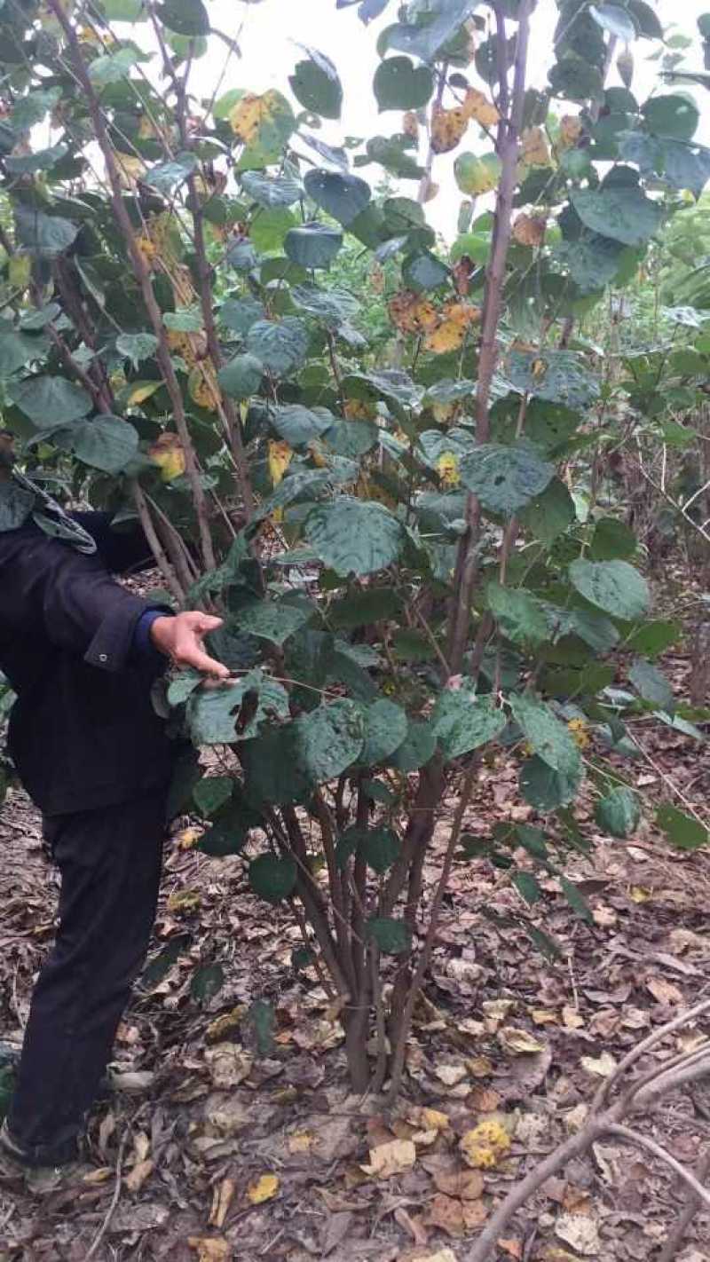 紫荆丛生多头紫荆农户直销价格优惠常年供应