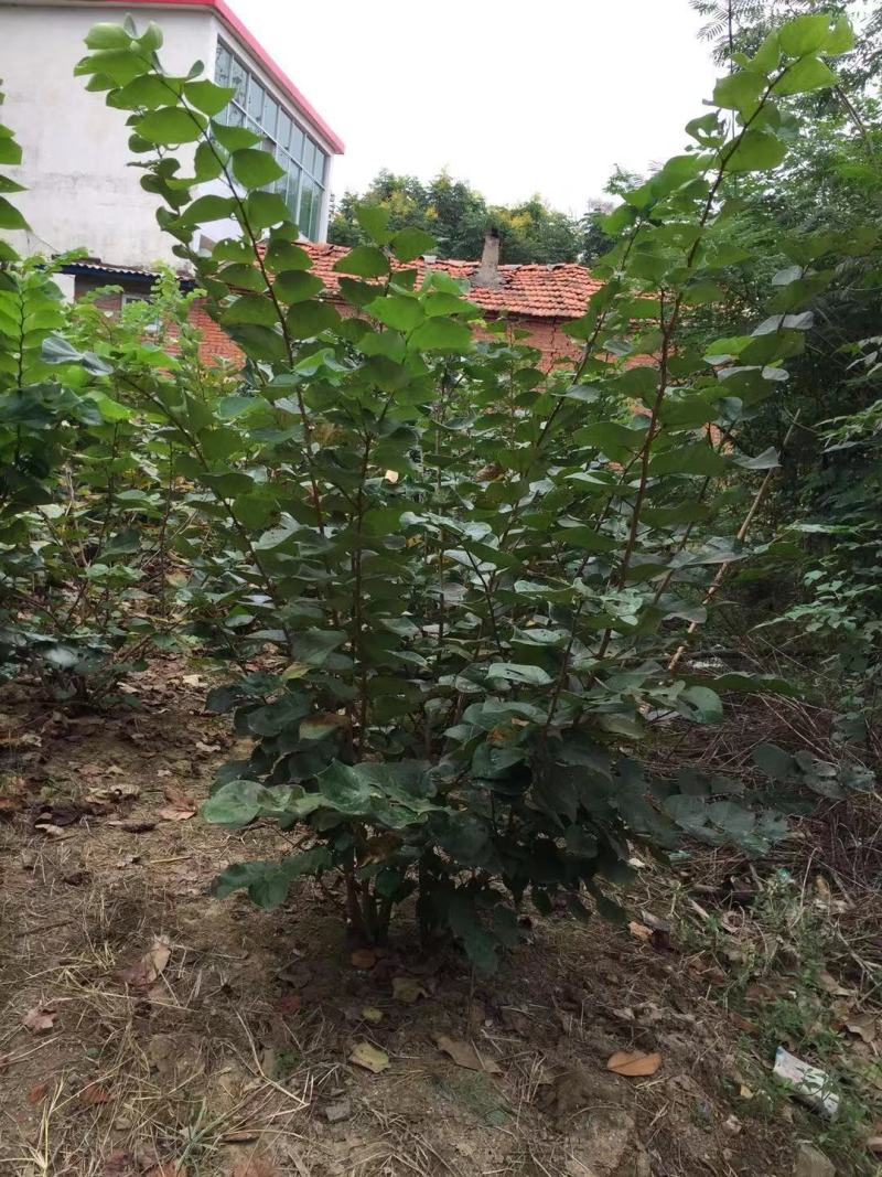 紫荆丛生多头紫荆农户直销价格优惠常年供应