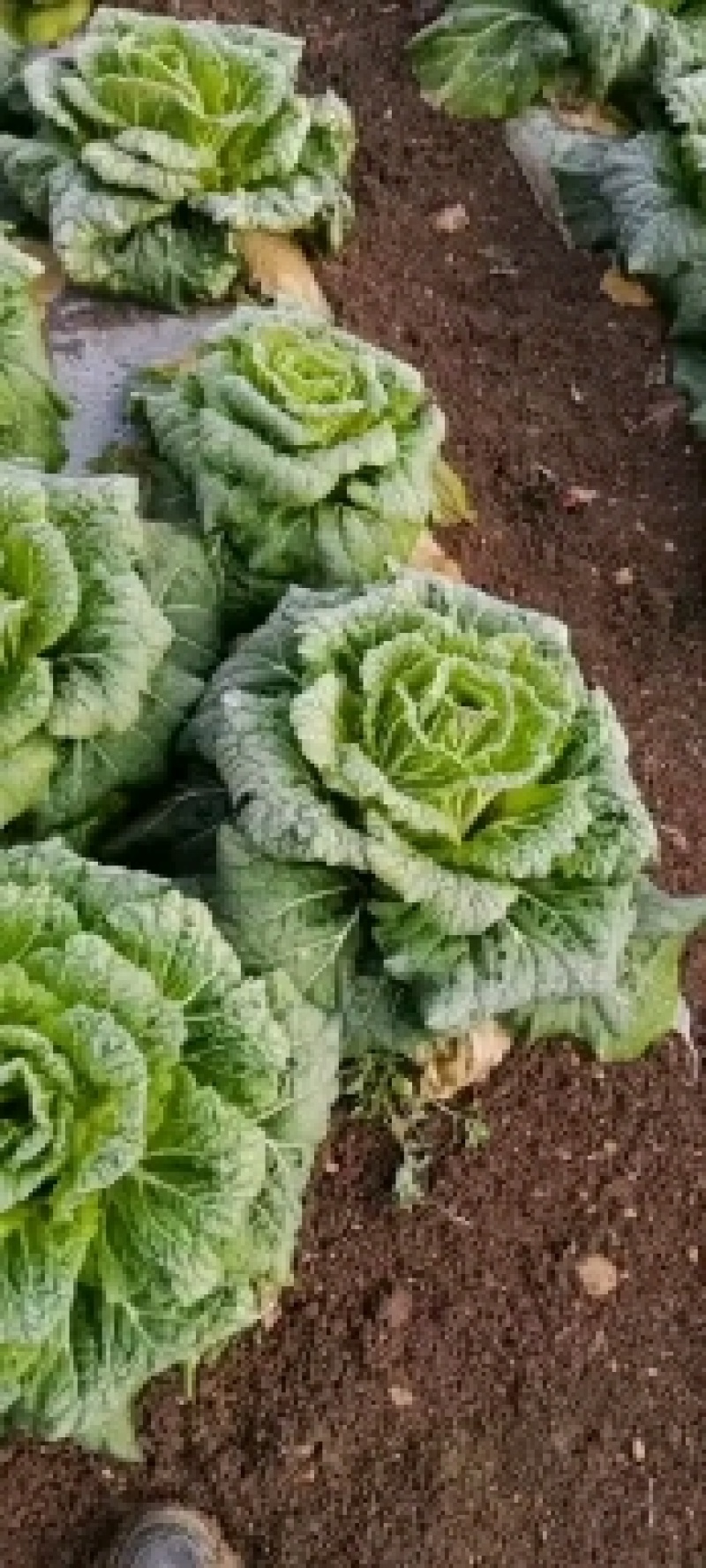 贵州安顺黄心大白菜，整车批发。