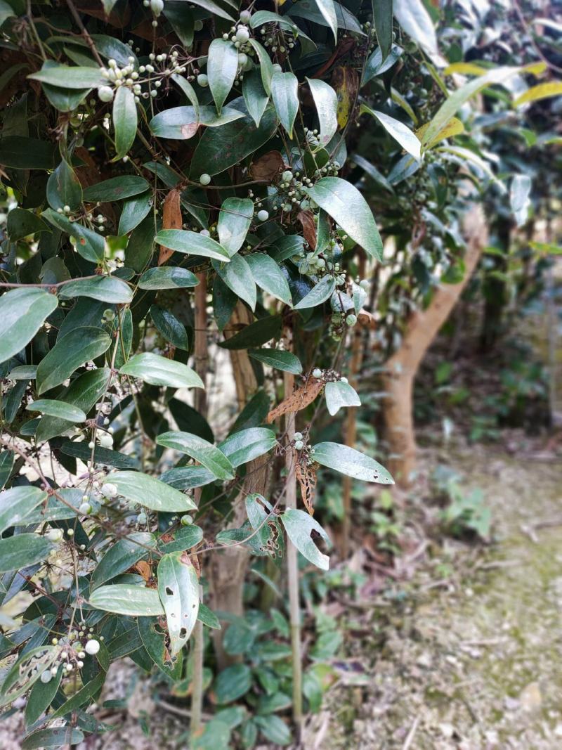 土茯苓苗！品质保证，包技术，产量高！包回收