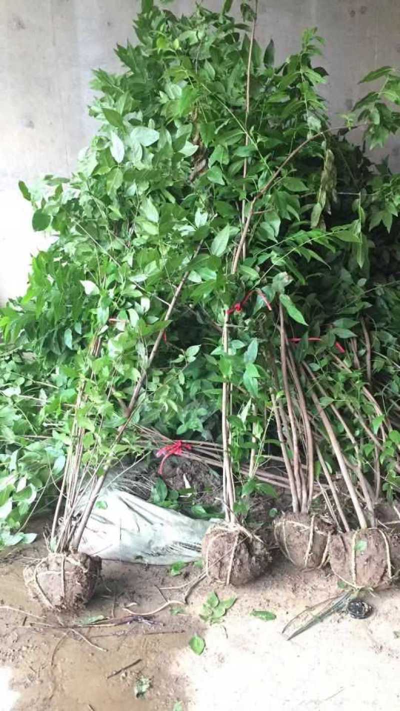 腊梅狗牙梅素心腊梅质量如图所示价格优惠产地直销