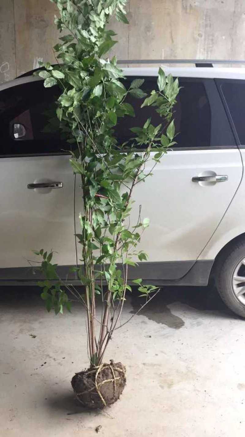 腊梅狗牙梅素心腊梅质量如图所示价格优惠产地直销
